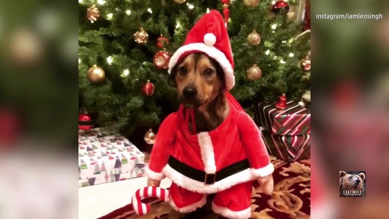 Puppy Makes Precious Santa