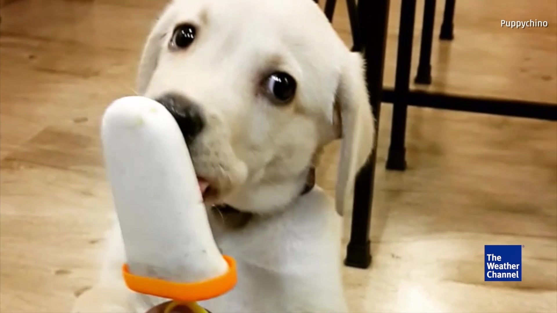 Puppy Popsicle
