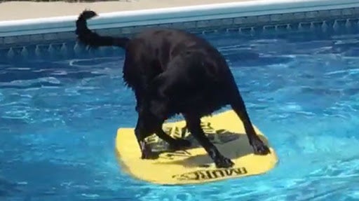 Pup's Struggle Is All Too Real