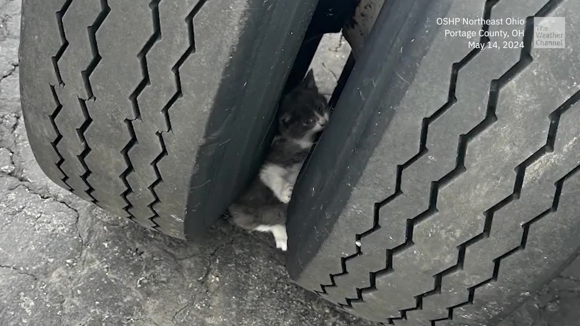 Purr-fect: Trapped Kitten Rescued From Truck's Wheel Well