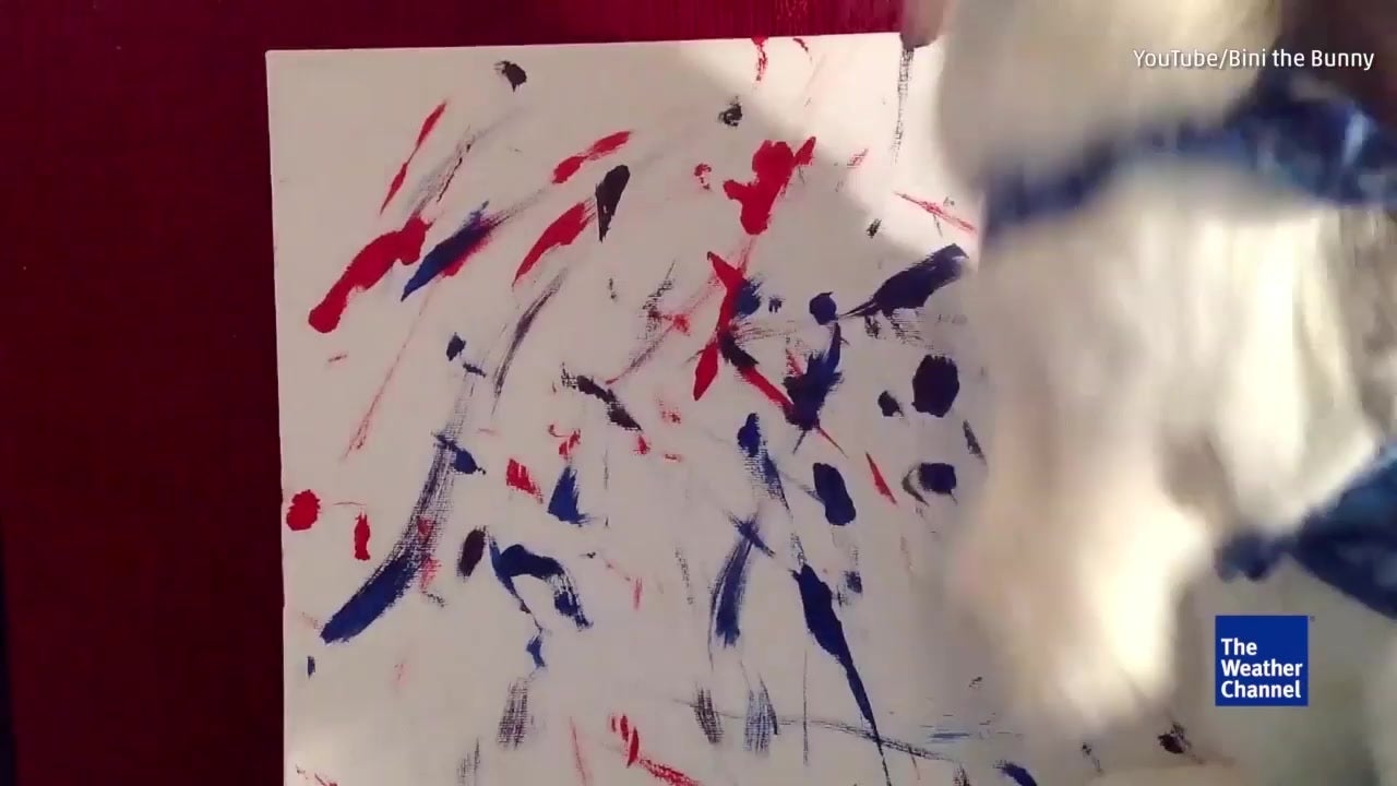 Rabbit Displays Aptitude for Painting
