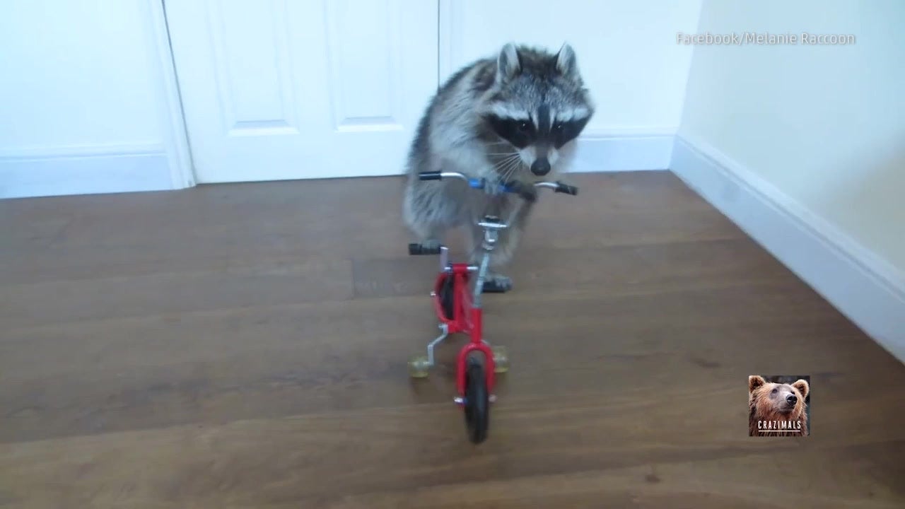 Raccoon and Her Little Red Bike