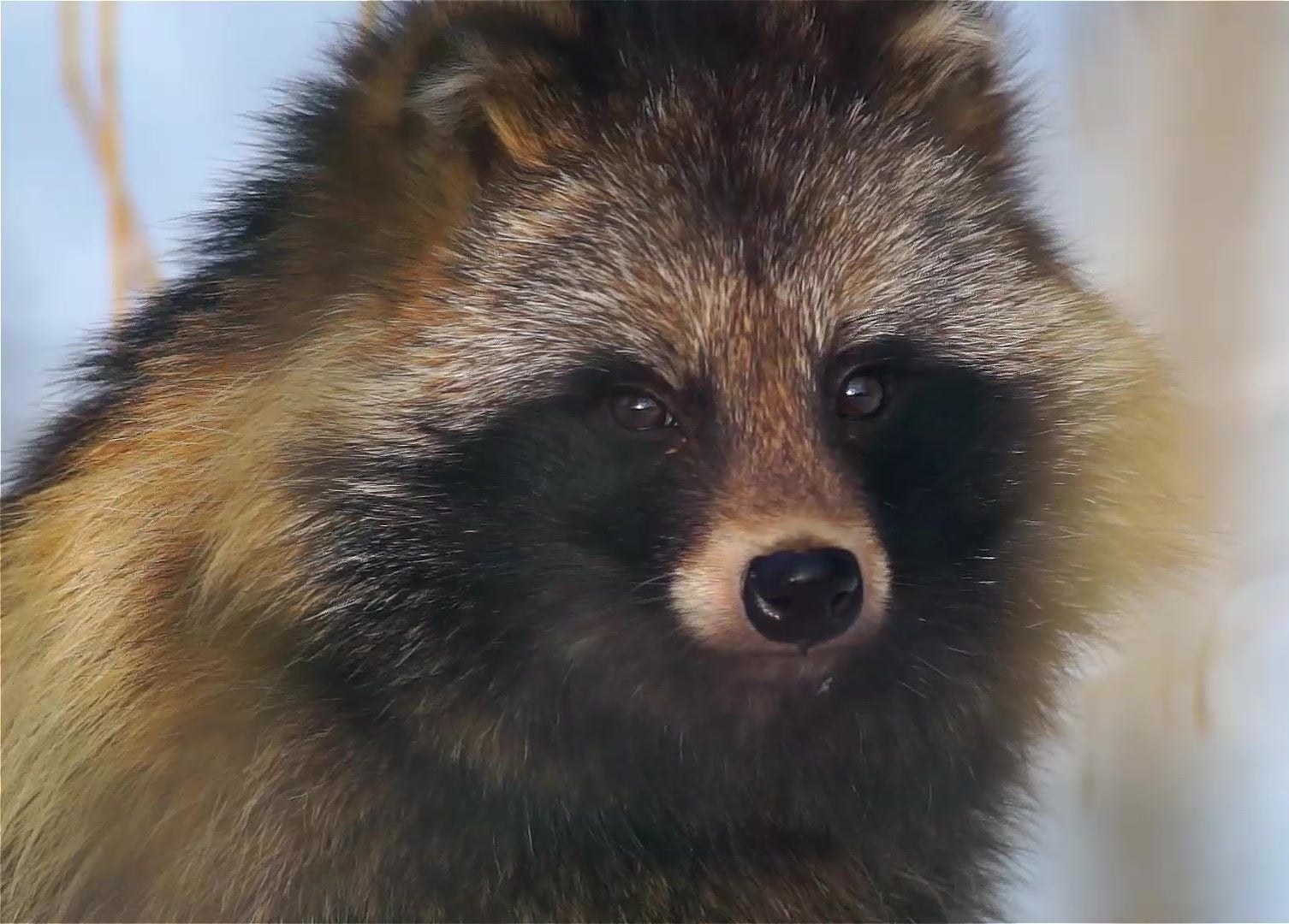 Raccoon Dogs Are Known As A Tanuki And Native to Japan