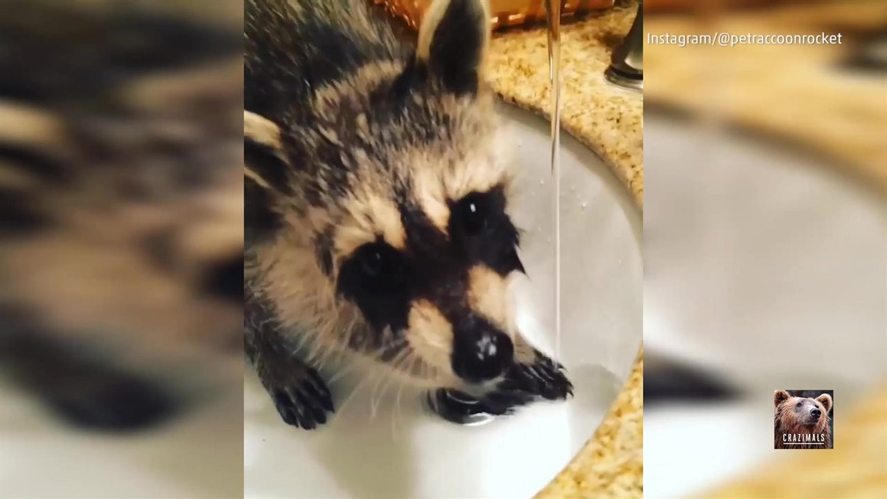 Raccoon Loves Splashing in Sink