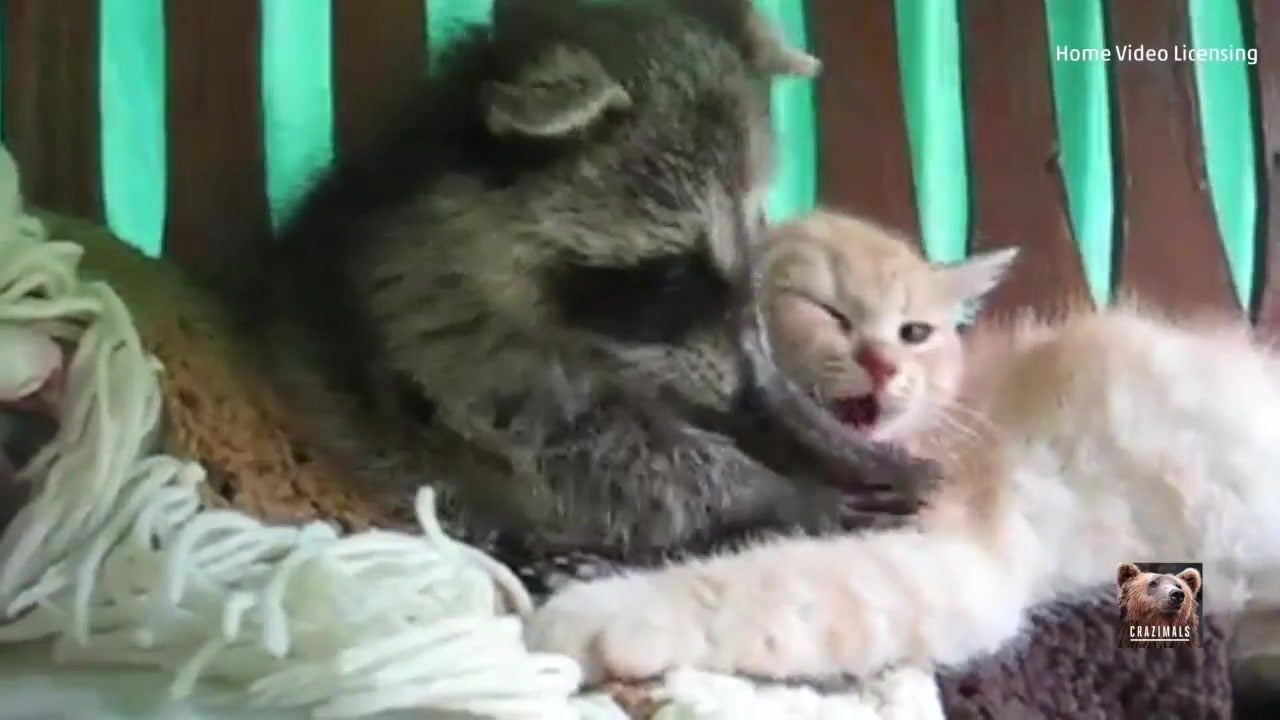 Raccoon Tries to Cuddle Cat