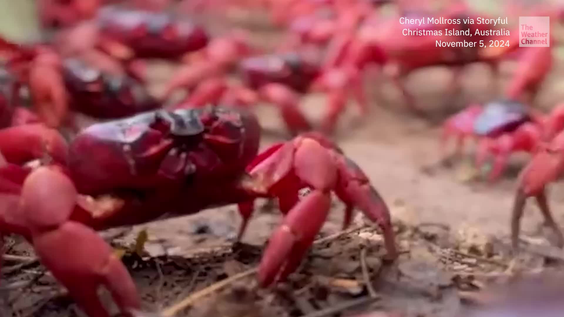 Rain Sends Millions Of Red Crabs Skittering To The Sea