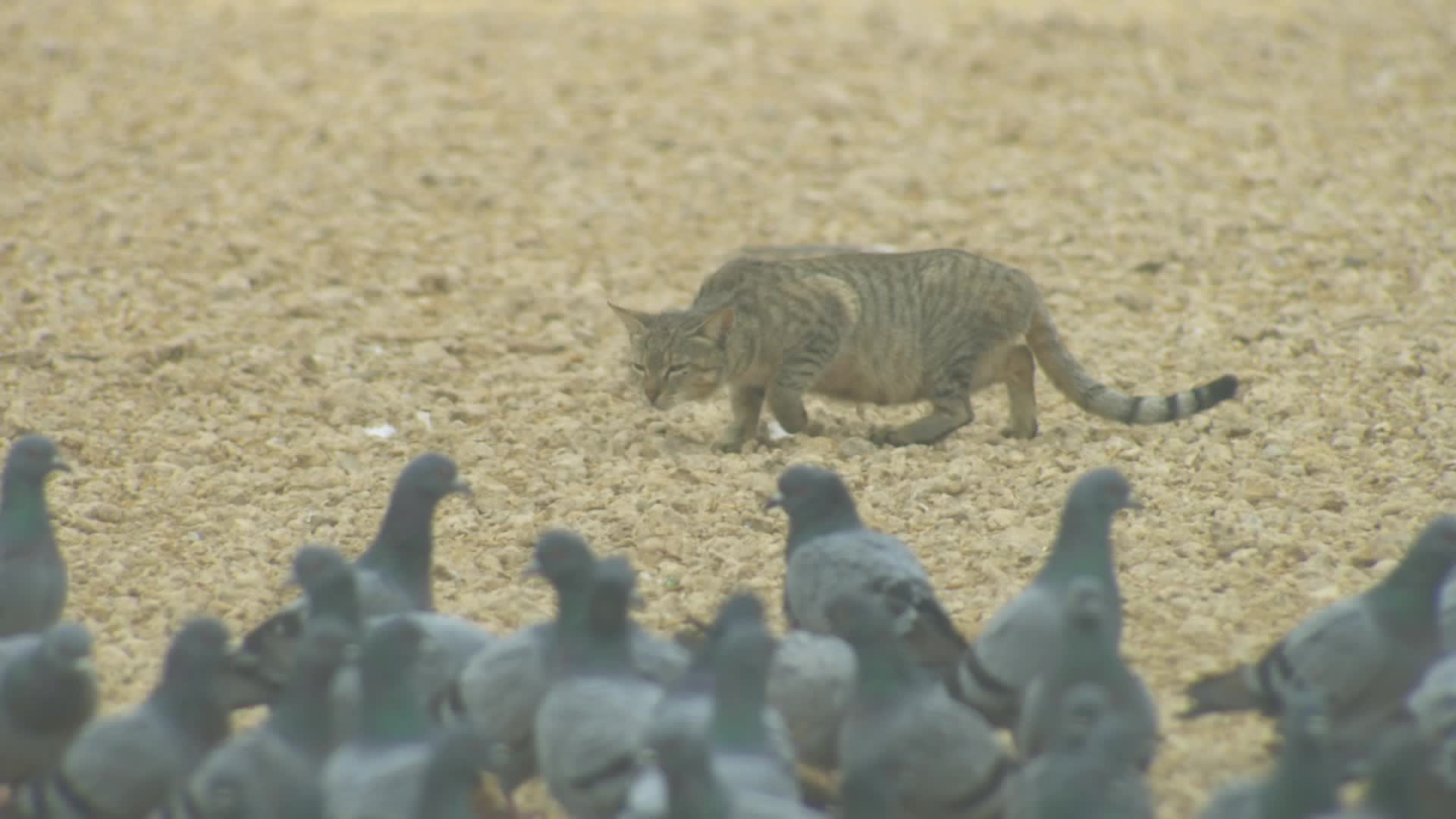 Rare Bird Flu Cases In Cats Reported In Two States