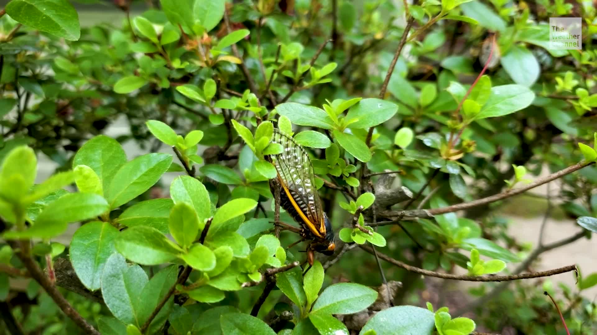 Rare Cicada Emergence Delivers An Even Rarer Surprise