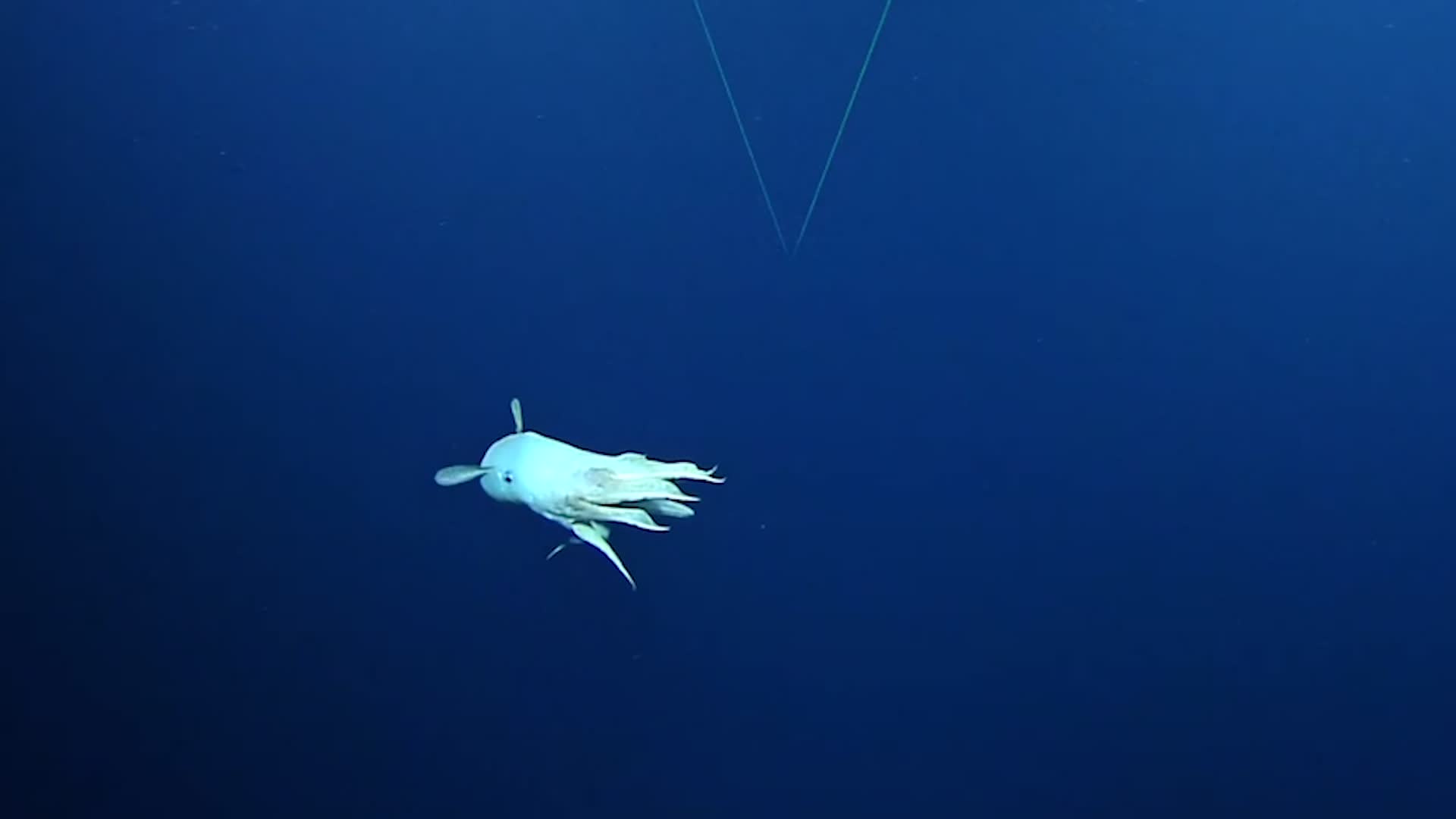 Rare Dumbo Octopus Surprises Scientists