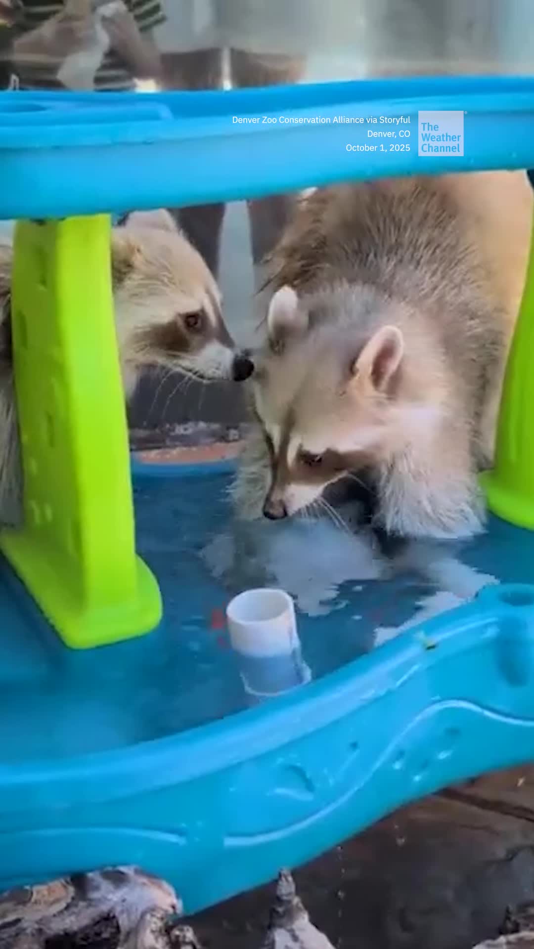 Rare Raccoons On A Winter-Feeding Mission