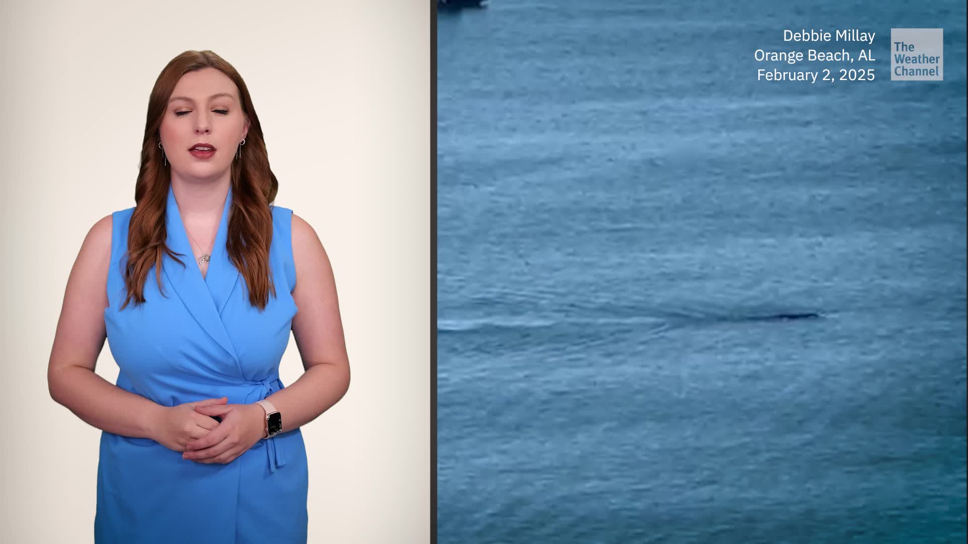 Rare Sighting Of Two Right Whales Off The Alabama Coast