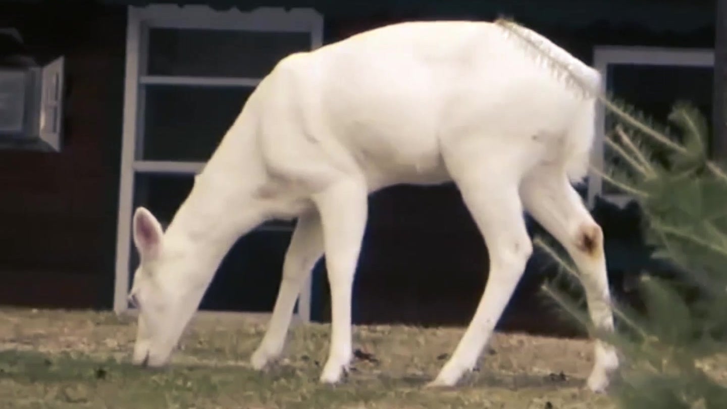 Rare Trio of White Deer Spotted in Yard