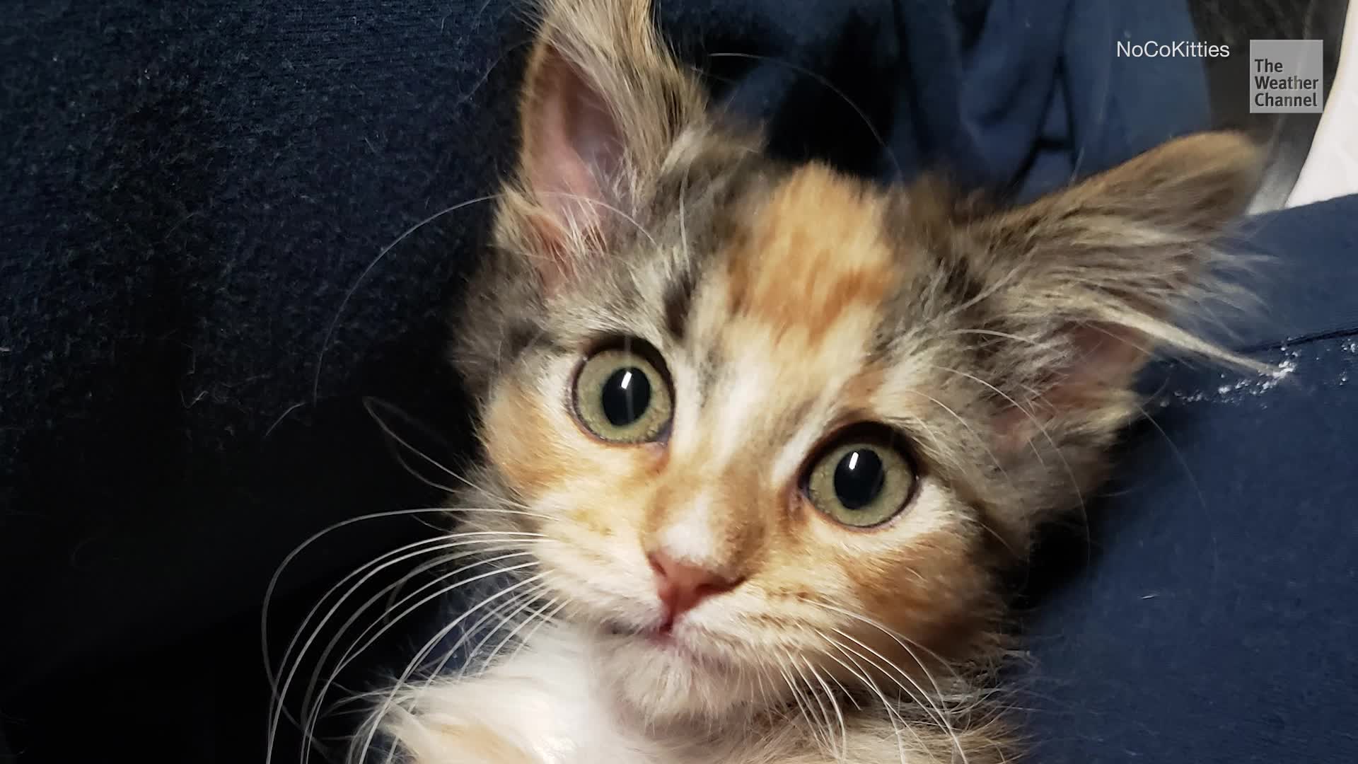 Rare ‘Unicorn’ Kitten Found In Colorado Shed