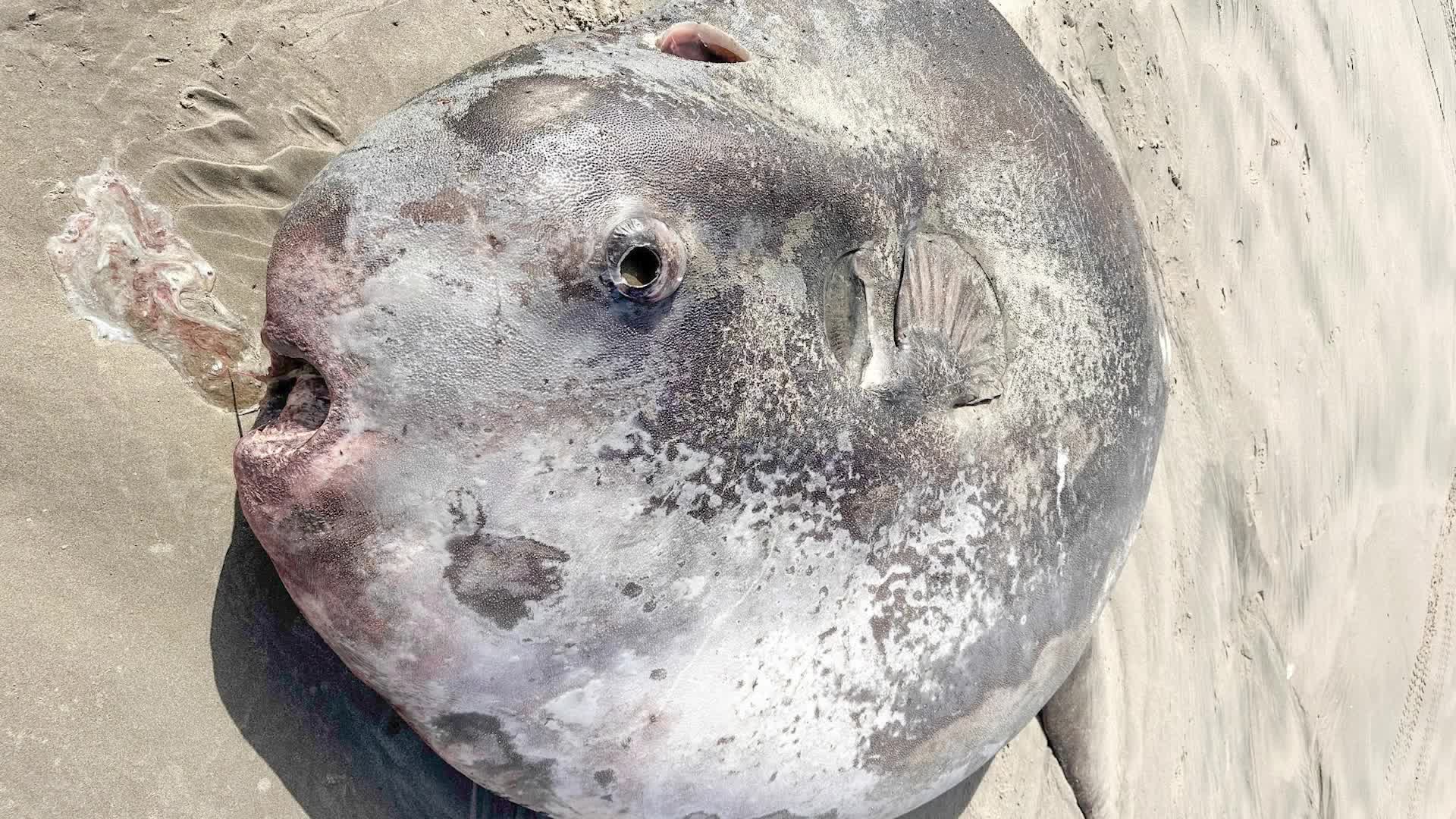 Rarely Identified, Newly Discovered Fish Found In Oregon