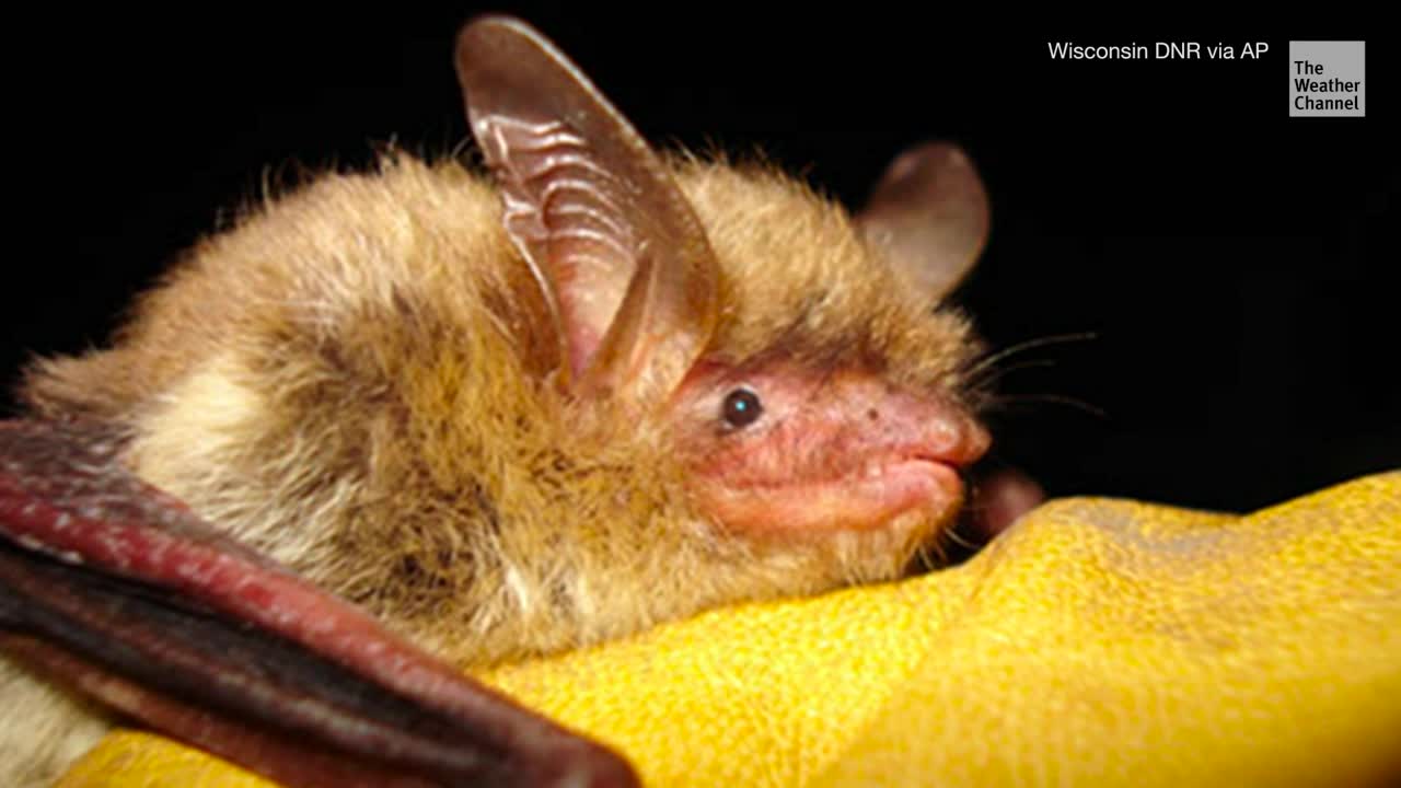 Ravaged by Fungus, Proposed as Endangered Species