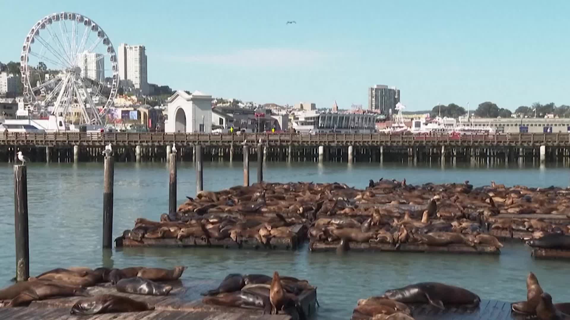 Record-Breaking Sea Lion Gathering Descends On San Francisco