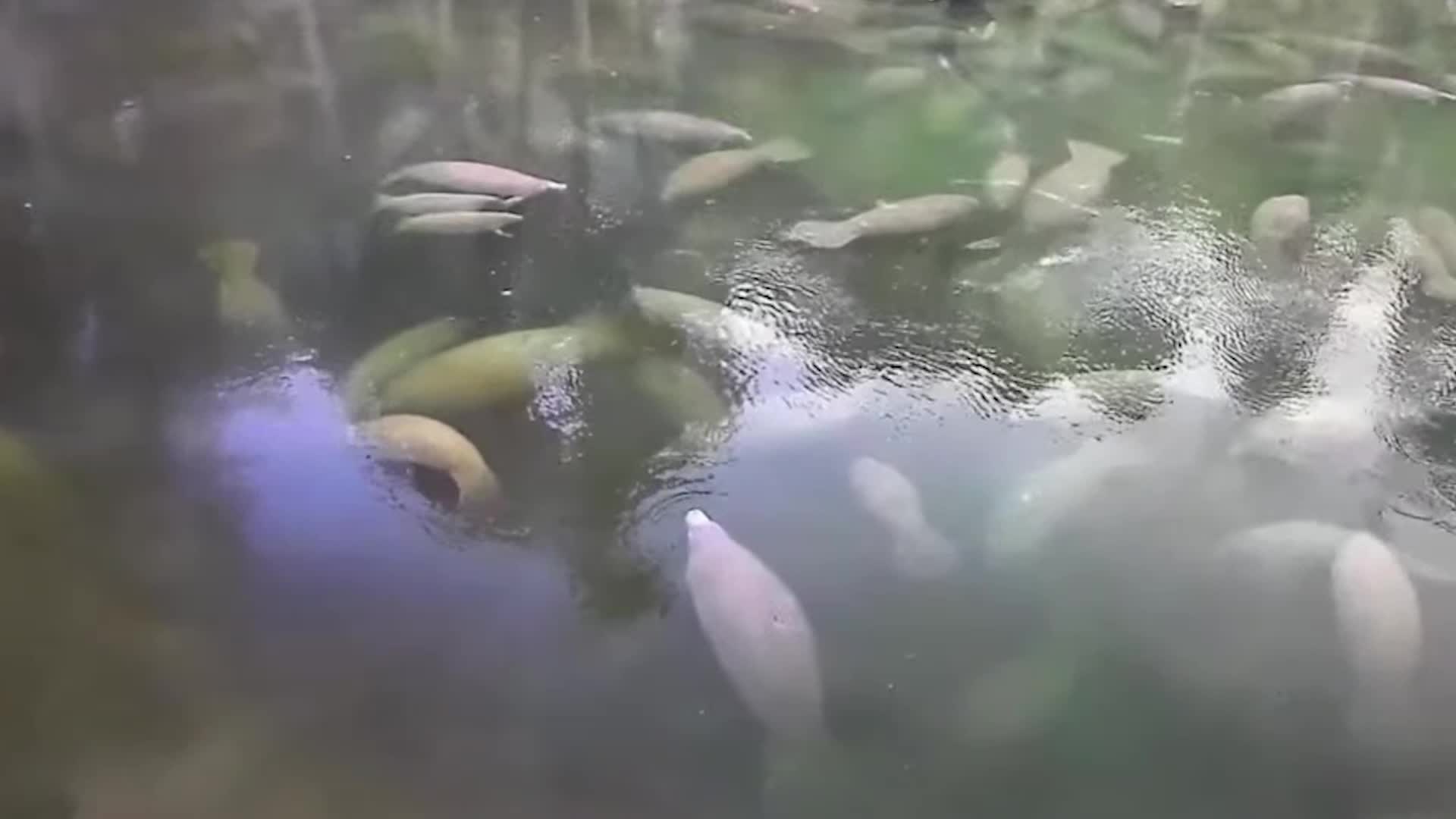 Record Number of Manatees Take Refuge at Florida Park