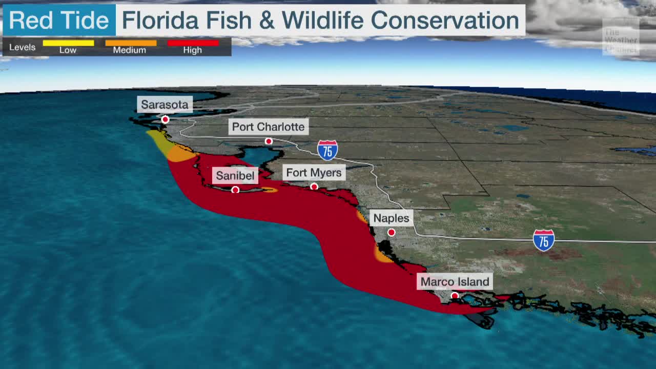 Red Tide Grows Drastically Off Florida's West Coast