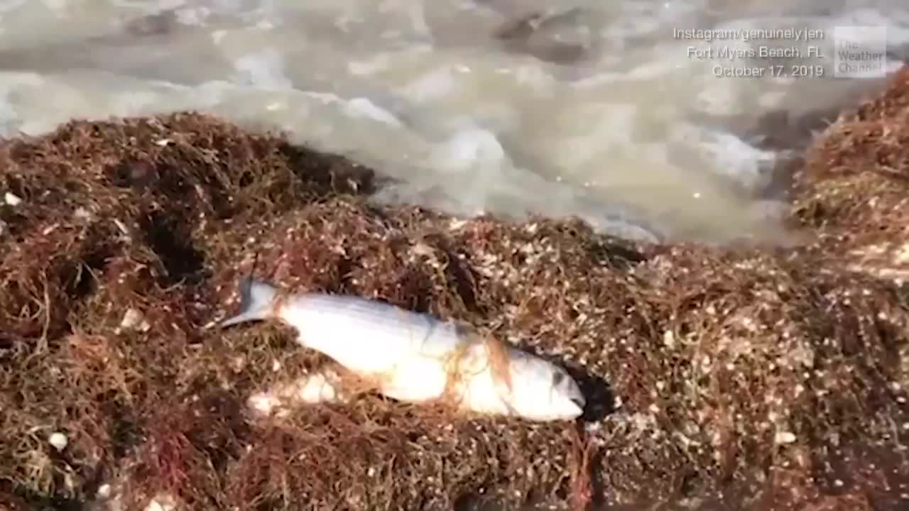 Red Tide Persists in Southwestern Florida