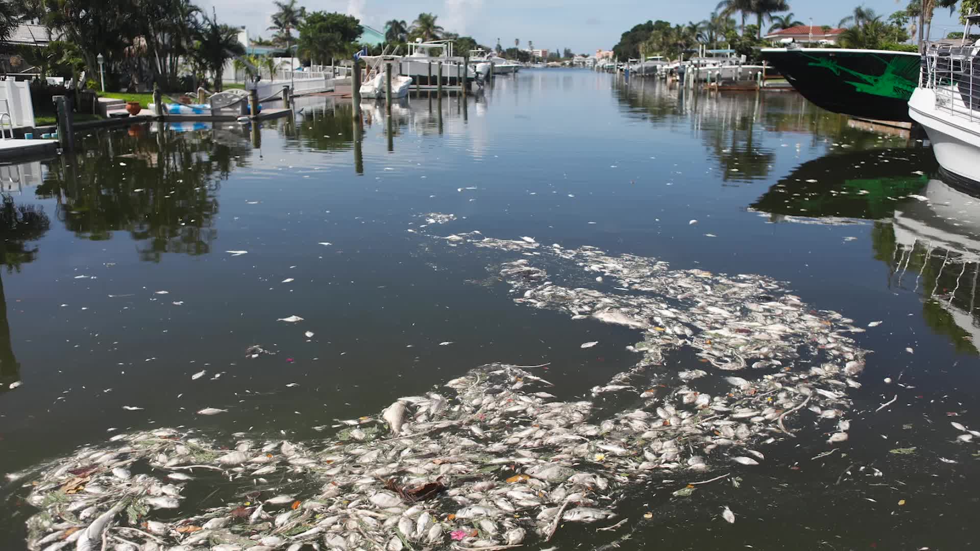 Red Tide Plaguing FL Gulf Coast &ndash; Again