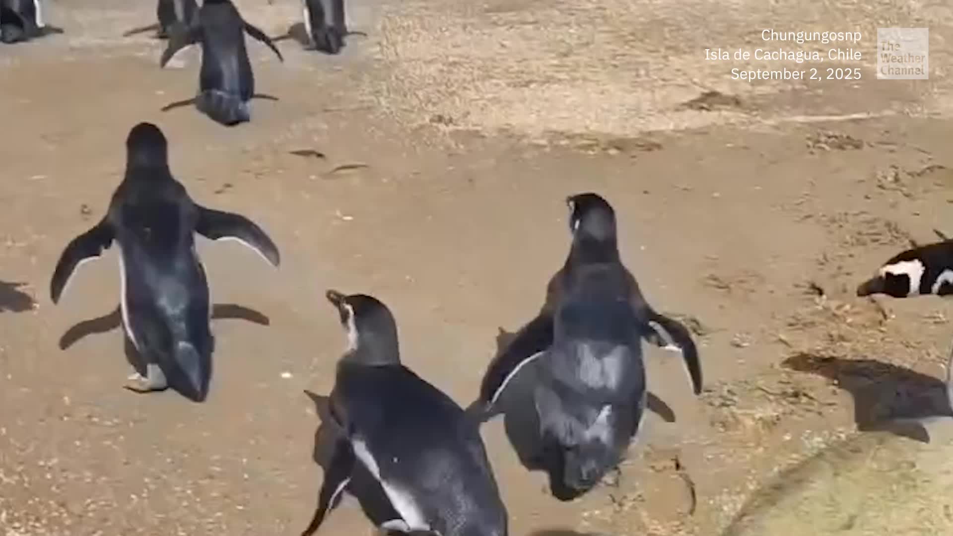 Rehabilitated Penguins Released At The Beach