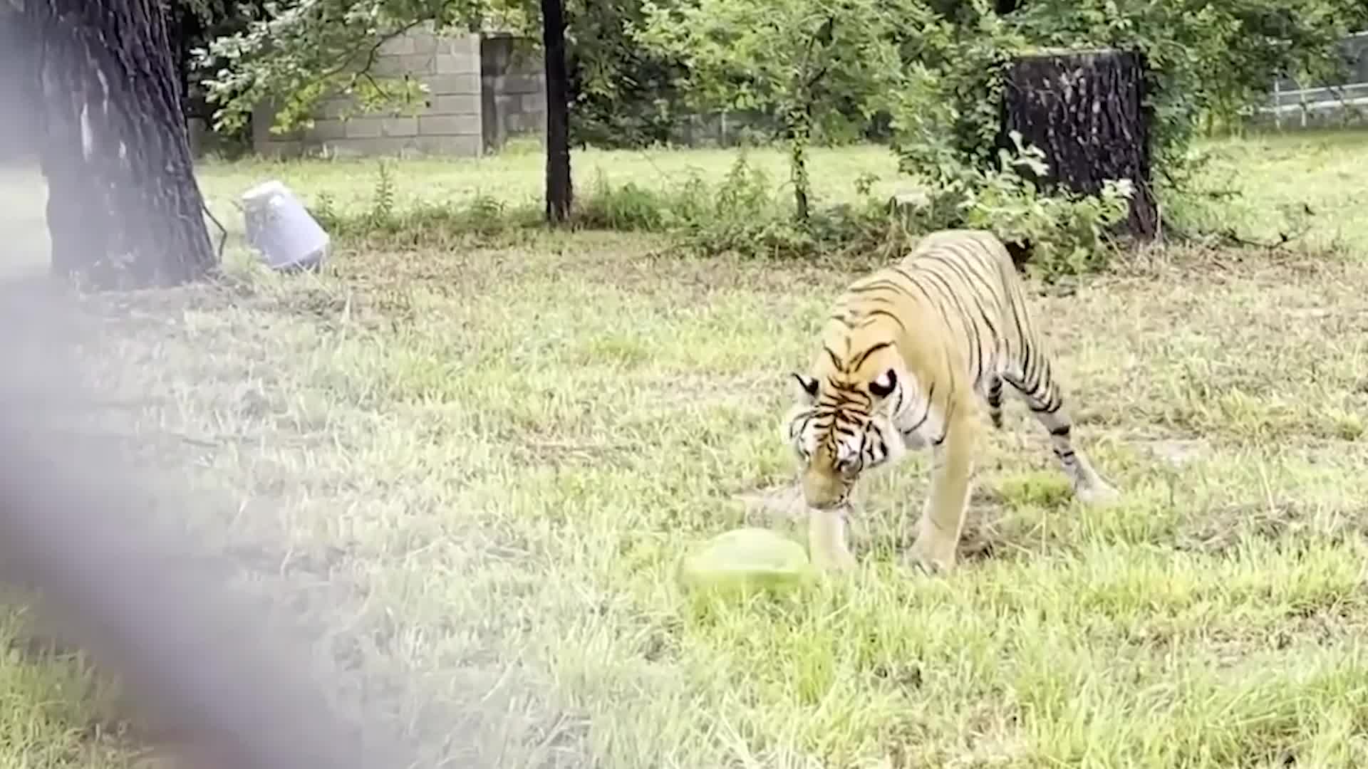 Rescue Animal Athletes Dominate Olympic Sports