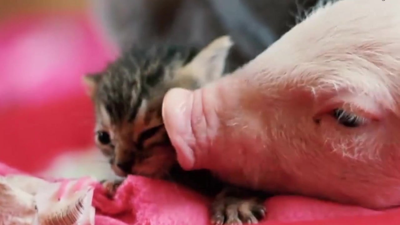 Rescue Piglet and Kitten are BFF's