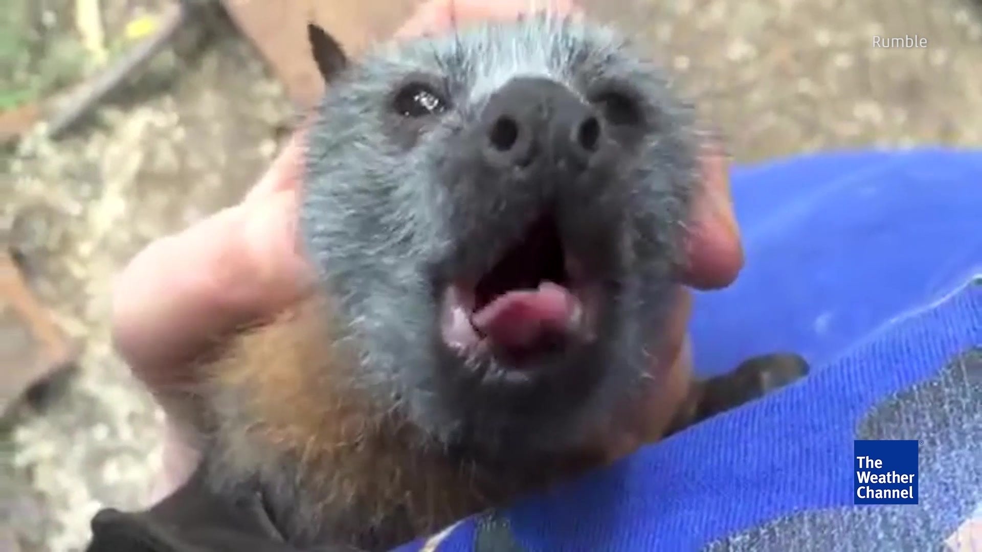 Rescued Bat Makes Adorable Noises