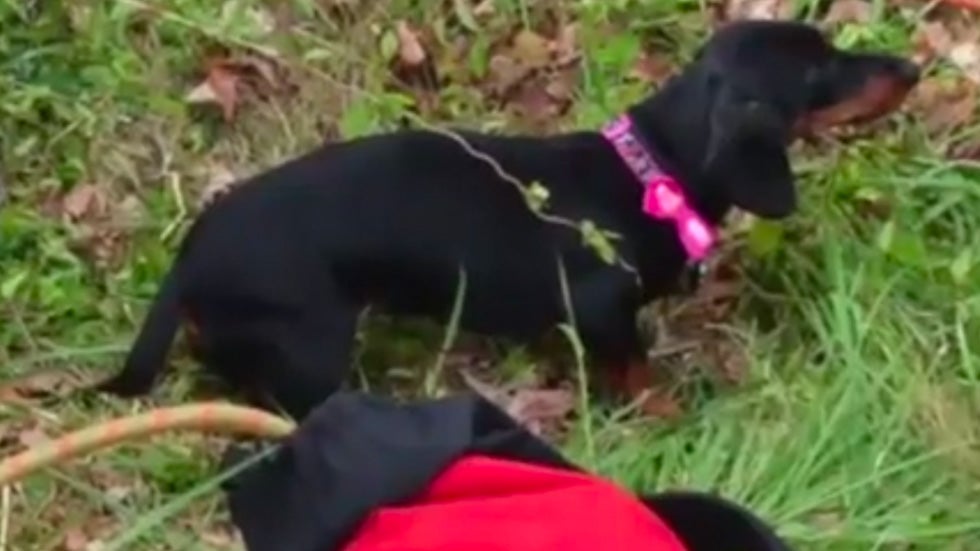 Rescuers Retrieve Dachshund From Deep Well