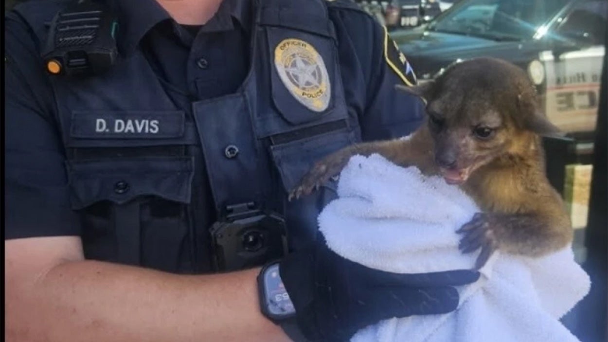 a police officer holding a small wild animal