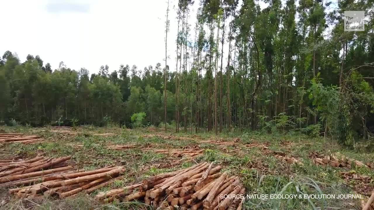 Researchers Quantify Deforestation Caused by Diets, Other Consumption