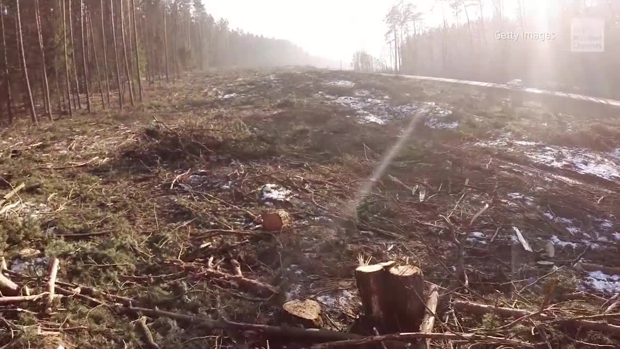 Researchers Warn Amazon Could Be Nearing Environmental Tipping Point