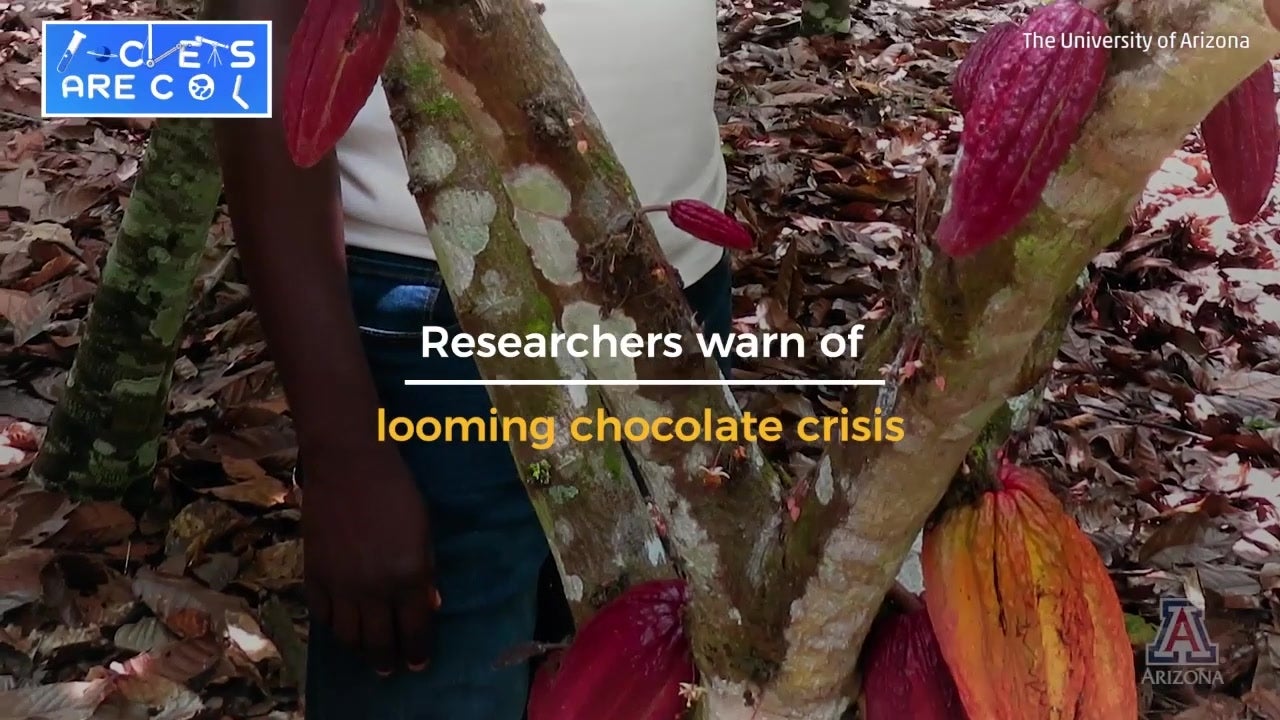 Researchers Warn of Looming Chocolate Crisis
