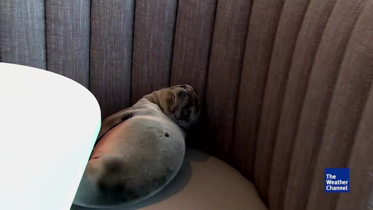 Restaurant Owner Stunned Upon Finding Sea Lion