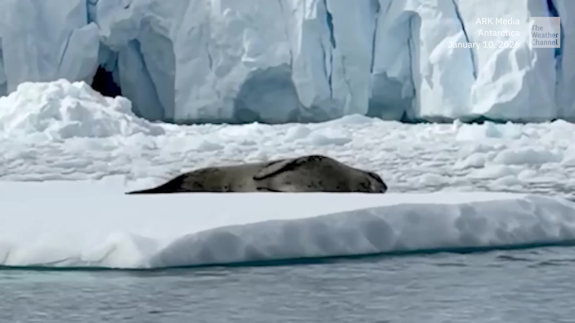 Retreat! Penguins&rsquo; Instant Regret After Jumping On Ice Floe