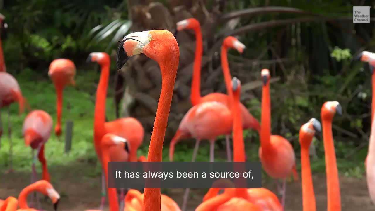 Returning Flamingos Signal Hope For Florida&rsquo;s Everglades