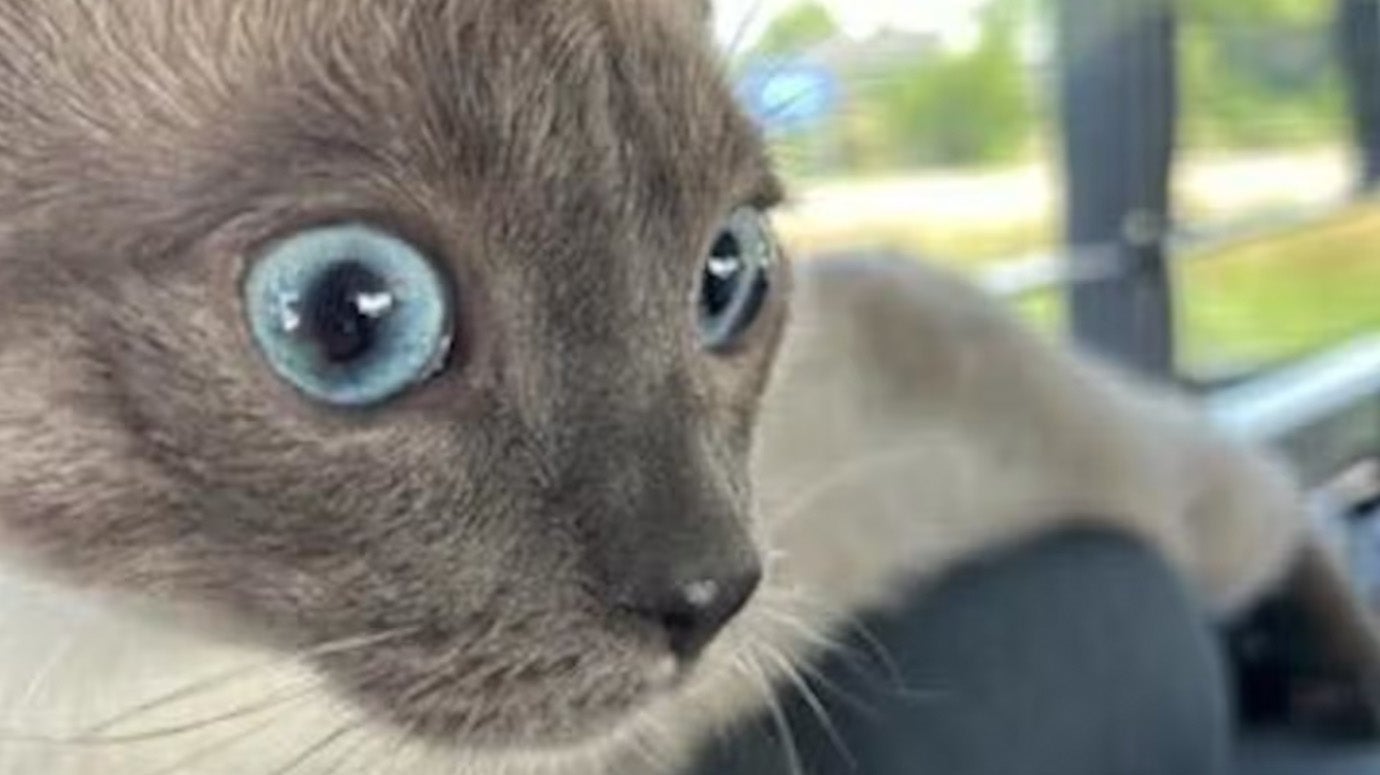 cat