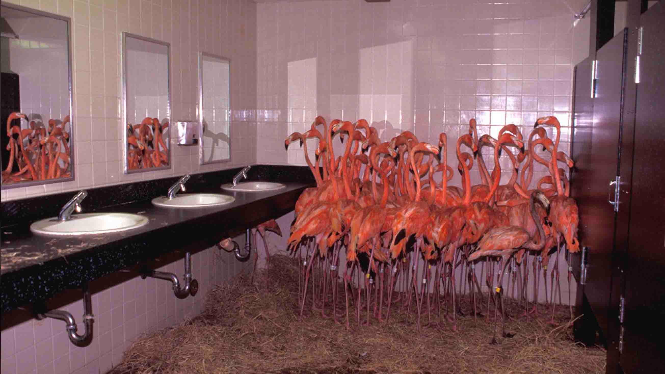 Why Zoo Miami Never Evacuates Animals During Hurricanes - News Directory 3