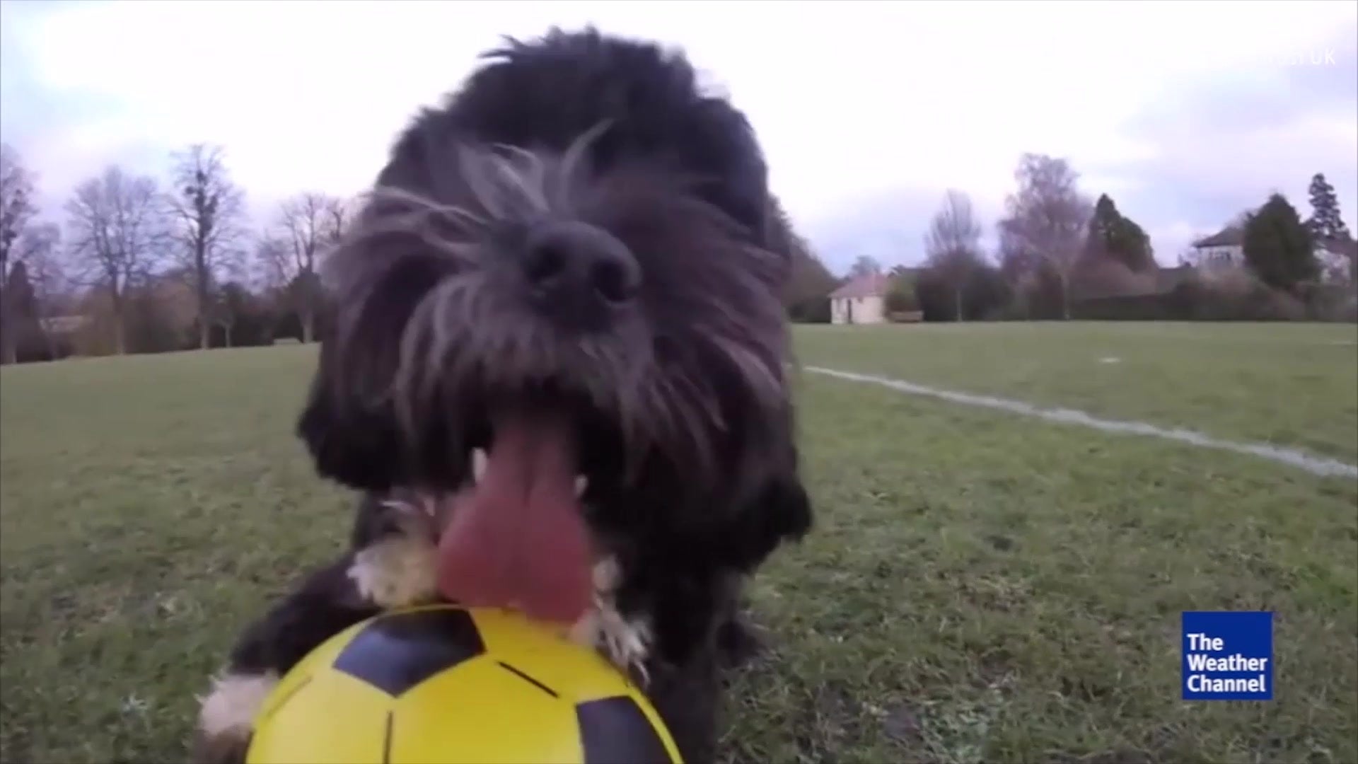 Ronaldog Plays With Soccer Ball
