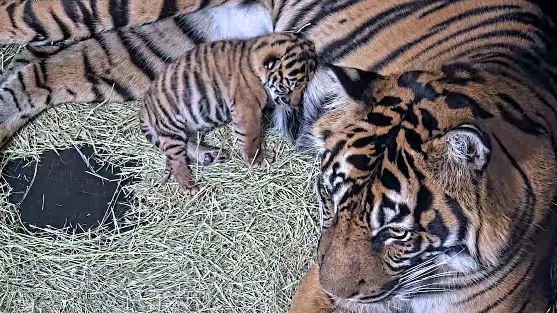 San Diego Zoo Welcomes Baby Sumatran Tiger