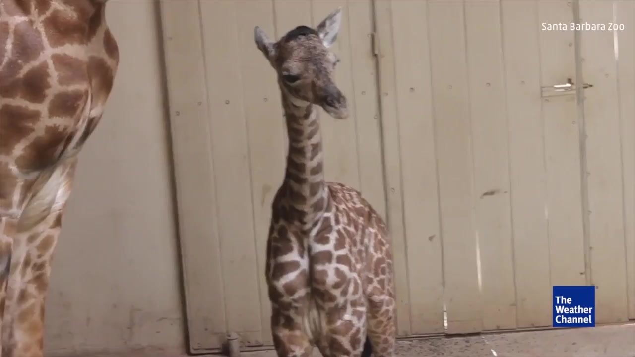 Santa Barbara Zoo Welcomes Baby Giraffe