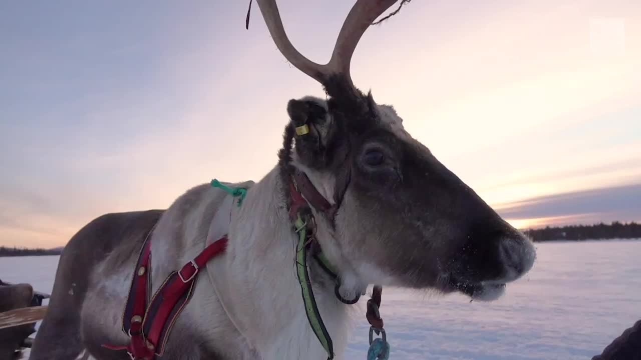 Santa’s Reindeer Are in Trouble Due to Climate Change