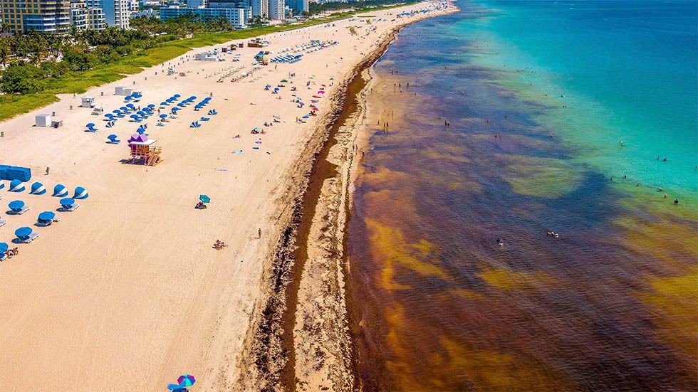 Sargassum Seaweed Invades Caribbean, South Florida Beaches