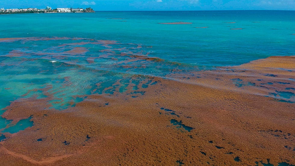 Sargassum’s Mysterious Spread Explained