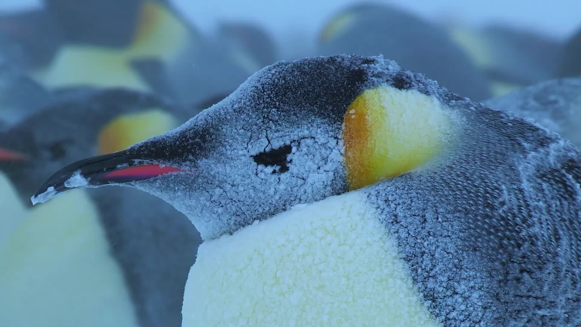 Satellite Images Reveal Grim Future For Emperor Penguins