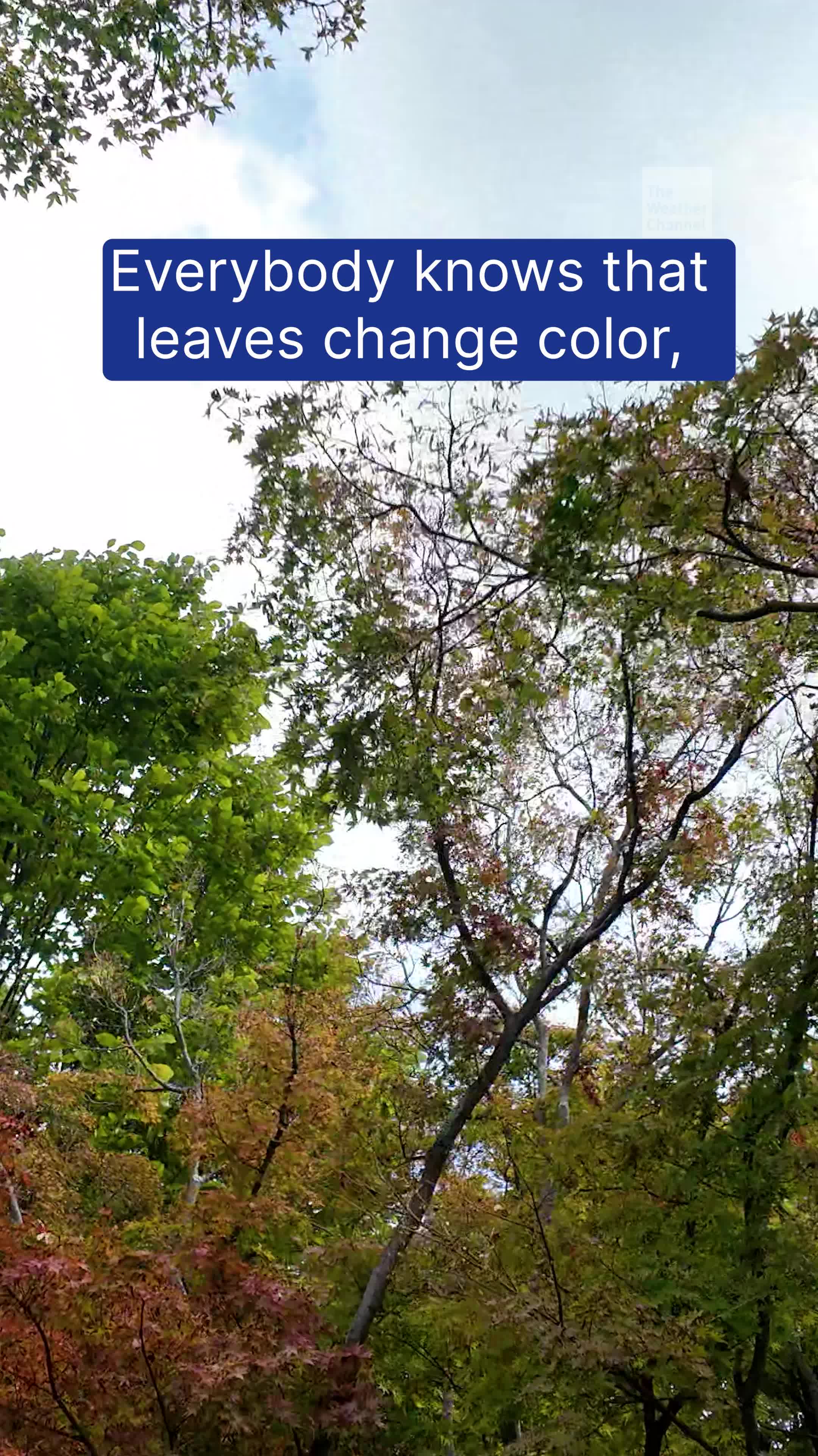 Science Behind Fall Leaves: Why Do They Change Color?