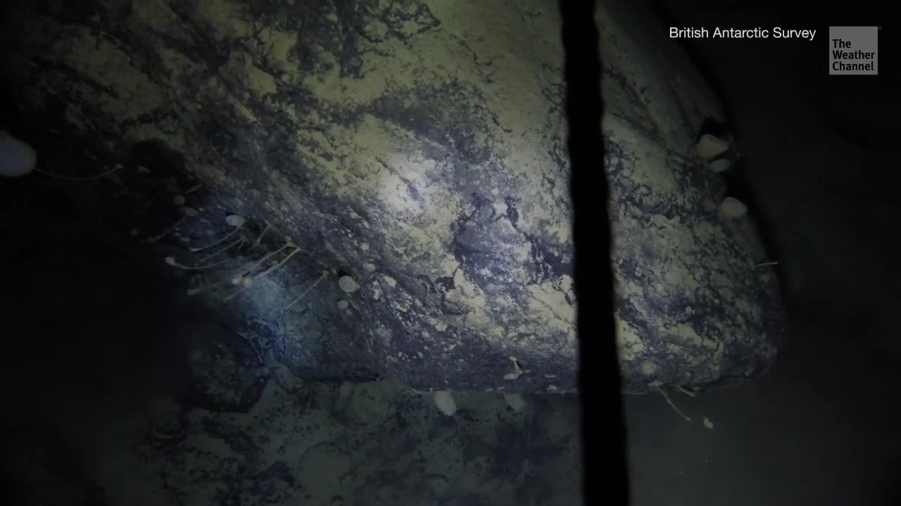 Scientists Find Life in Antarctica That 'Shouldn’t Be There'