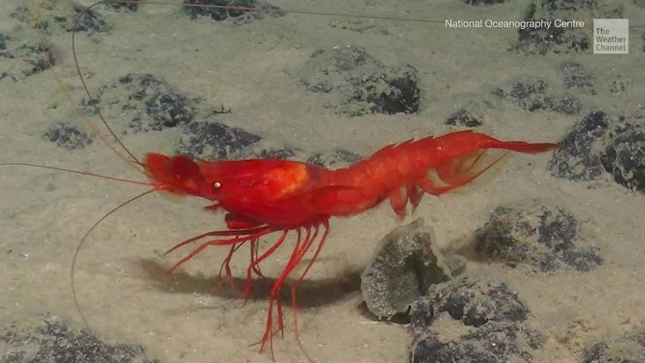 Scientists Report 5,000 New Sea Life Species