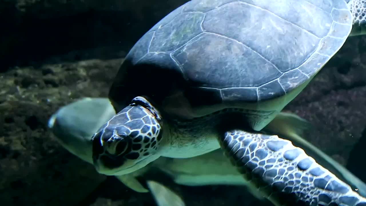 Scientists Say Plastic Trash in Ocean Smells Like Food to Sea Turtles