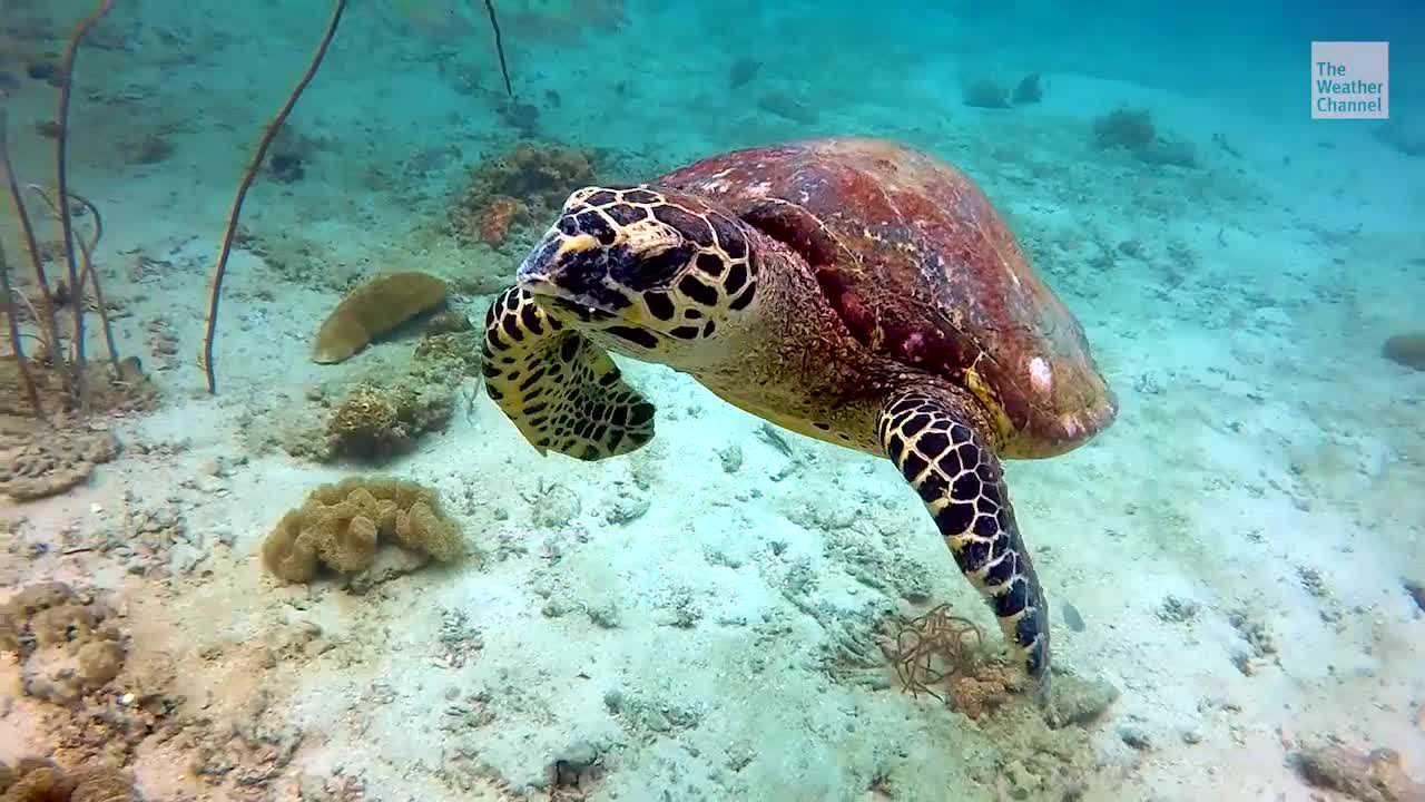 Scientists Warn Climate Change Could Wipe Out Some Species This Decade